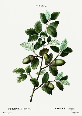 Traite Arbres 1819 HQ Orig