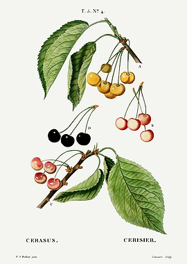 Traite Arbres 1819 HQ Orig