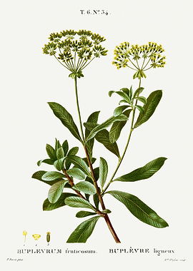 Traite Arbres 1819 HQ Orig