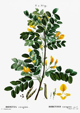 Traite Arbres 1819 HQ Orig