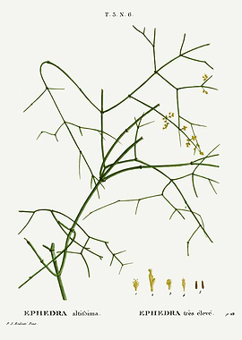 Traite Arbres 1819 HQ Orig