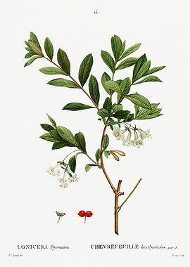 Traite Arbres 1819 HQ Orig