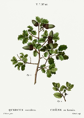 Traite Arbres 1819 HQ Orig