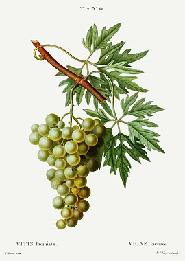 Traite Arbres 1819 HQ Orig