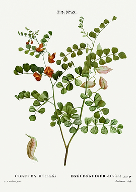 Traite Arbres 1819 HQ Orig