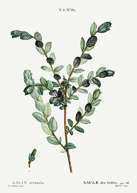 Traite Arbres 1819 HQ Orig