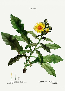 Traite Arbres 1819 HQ Orig