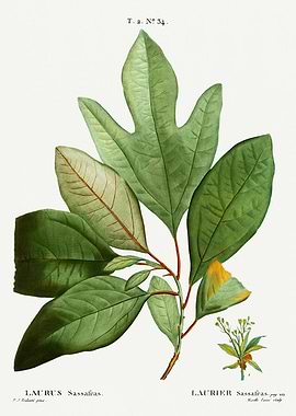 Traite Arbres 1819 HQ Orig