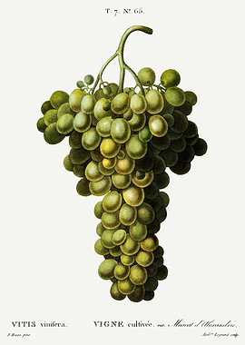 Traite Arbres 1819 HQ Orig