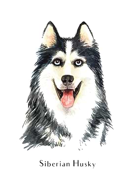 Siberian Husky