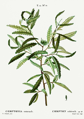 Traite Arbres 1819 HQ Orig