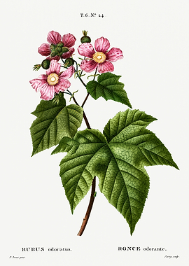 Traite Arbres 1819 HQ Orig