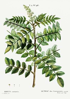 Traite Arbres 1819 HQ Orig