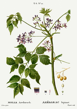 Traite Arbres 1819 HQ Orig