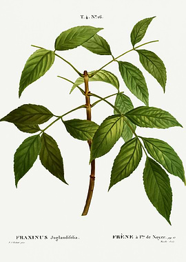 Traite Arbres 1819 HQ Orig