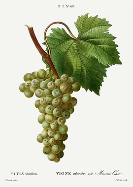 Traite Arbres 1819 HQ Orig