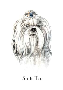 Shih Tzu