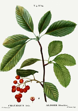 Traite Arbres 1819 HQ Orig