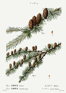 Traite Arbres 1819 HQ Orig