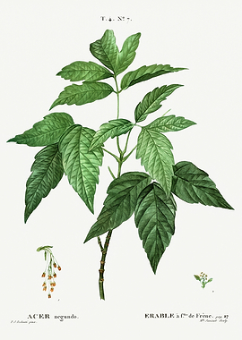 Traite Arbres 1819 HQ Orig