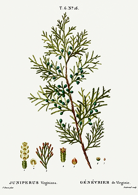 Traite Arbres 1819 HQ Orig