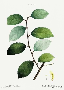 Traite Arbres 1819 HQ Orig