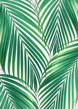 Palm Leaves