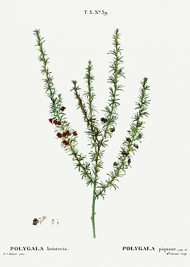 Traite Arbres 1819 HQ Orig