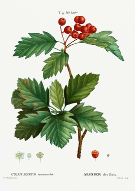 Traite Arbres 1819 HQ Orig