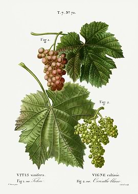 Traite Arbres 1819 HQ Orig