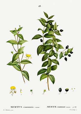 Traite Arbres 1819 HQ Orig