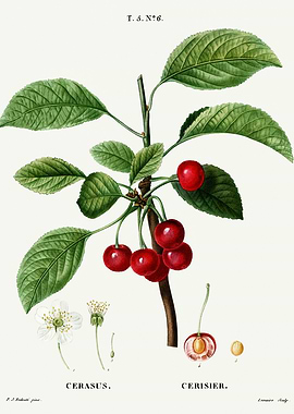 Traite Arbres 1819 HQ Orig