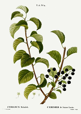 Traite Arbres 1819 HQ Orig