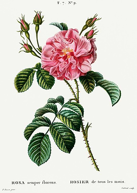 Traite Arbres 1819 HQ Orig