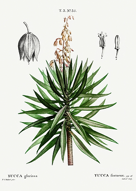 Traite Arbres 1819 HQ Orig