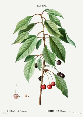 Traite Arbres 1819 HQ Orig