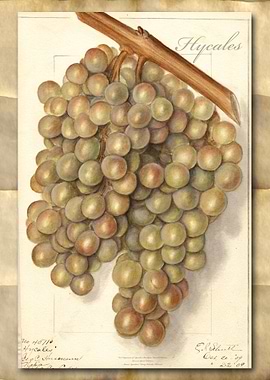 Vintage grapes watercolor
