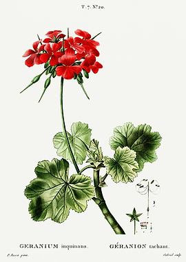 Traite Arbres 1819 HQ Orig