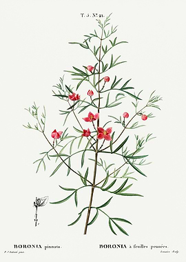 Traite Arbres 1819 HQ Orig