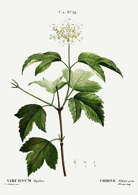 Traite Arbres 1819 HQ Orig