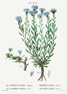 Traite Arbres 1819 HQ Orig