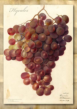 Vintage grapes watercolor