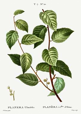 Traite Arbres 1819 HQ Orig