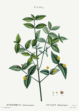 Traite Arbres 1819 HQ Orig