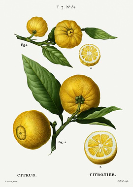 Traite Arbres 1819 HQ Orig