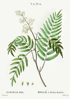 Traite Arbres 1819 HQ Orig