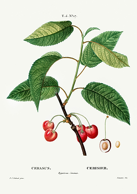 Traite Arbres 1819 HQ Orig