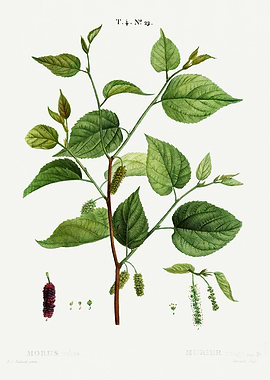 Traite Arbres 1819 HQ Orig