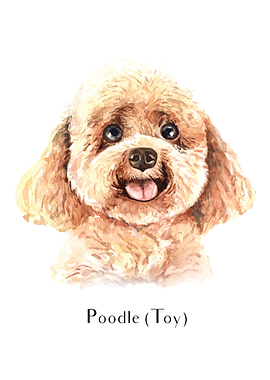 Poodle Toy
