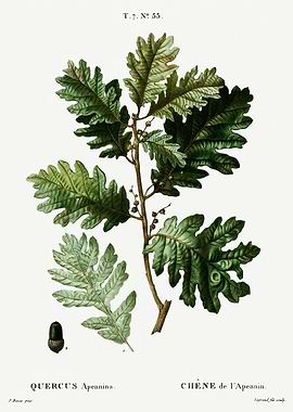 Traite Arbres 1819 HQ Orig